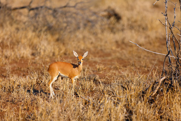 The steenbok (Raphicerus campestris) is hidden in bush. Young cute antelope steenbock in a dry savannah.