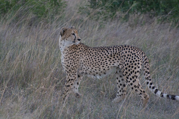 Cheetah (Acinonyx jubatus) moving through the African Bush in the Sabi Sands, Greater Kruger, South Africa in the late evening