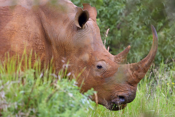 The white rhinoceros or square-lipped rhinoceros (Ceratotherium simum),female portrait.White rhino with grass in the mouth.