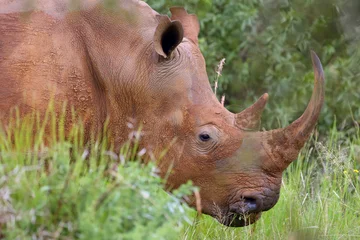 Photo sur Plexiglas Rhinocéros The white rhinoceros or square-lipped rhinoceros (Ceratotherium simum),female portrait.White rhino with grass in the mouth.