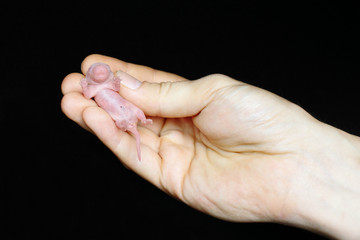 Little rat to the hand of man on a black background
