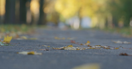 Low angle shot of fallen autumn leaves on sidewalk in the morning with moving cars on background