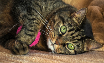 Naklejka na ściany i meble an adult purebred female cat, huge green eyes and striped color, brown shades with black, lying on a light beige rug and hugging pink round toy, orange nose, small ears, beautiful, portrait,