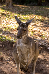 Naklejka na ściany i meble Portrait of a wild kangaroo from Perth