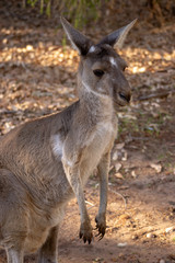Portrait of a wild kangaroo from Perth
