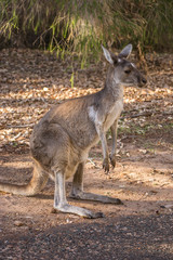 Portrait of a wild kangaroo from Perth