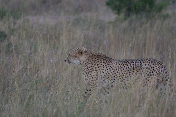 Cheetah (Acinonyx jubatus) moving through the African Bush in the Sabi Sands, Greater Kruger, South Africa in the late evening
