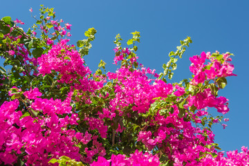 Obraz na płótnie Canvas Pink flowers on spring