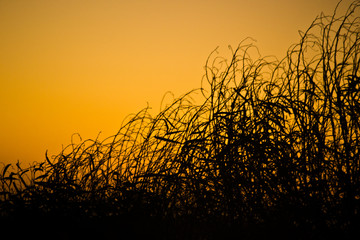 silhouette landscape at sunset orange