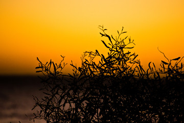 Obraz premium silhouette landscape at sunset orange