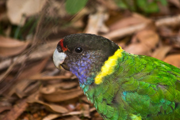 Colorful wild parrot portrait