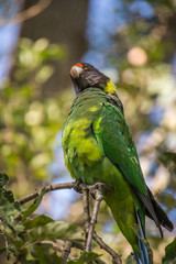 Colorful wild parrot portrait