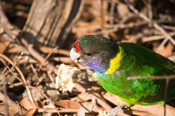 Colorful wild parrot portrait