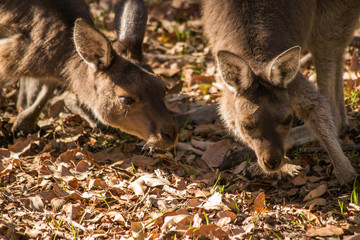 Portrait of a wild kangaroo