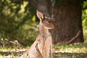 Portrait of a wild kangaroo
