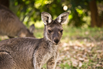 Naklejka na ściany i meble Portrait of a wild kangaroo
