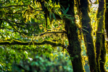 Fototapeta premium Moss in Doi Inthanon Rainforest, Chiang Mai, Thailand