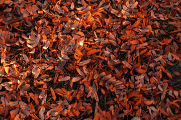 Red and orange autumn leaves background. Outdoor