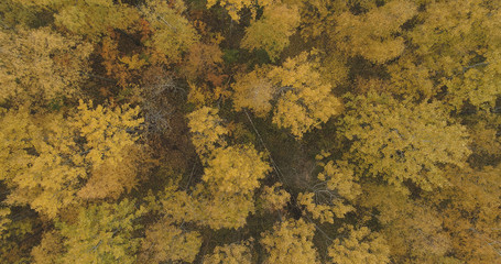 Aerial view over yellow golden birch forest in autumn