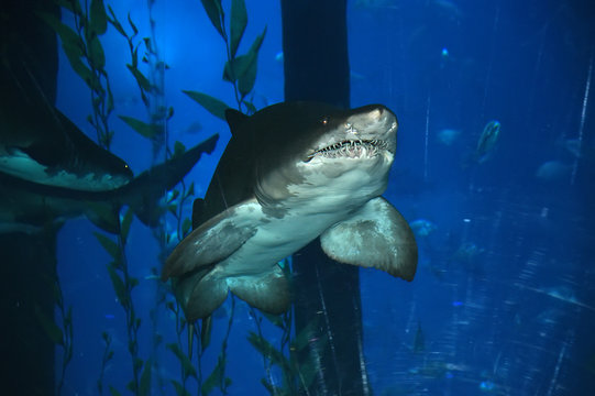 Big shark in the aquarium, close-up, natural light