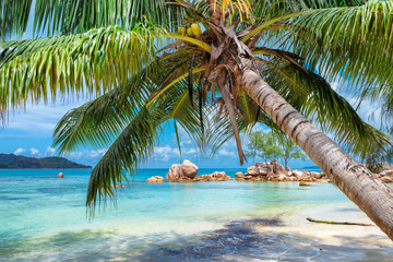 Tropical beach with palm and turquoise sea.  Summer vacation and travel concept.  