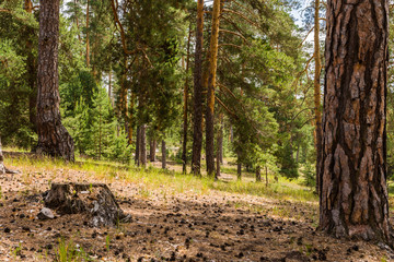 сосновый бор