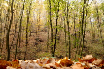 forest in autumn