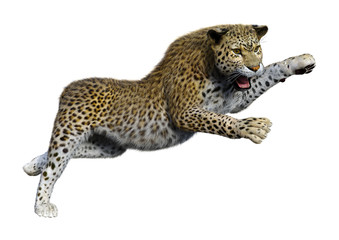 3D Rendering Big Cat Leopard on White