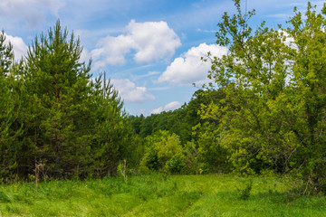 Лес и голубое небо