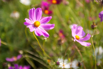 purple flowers in the garden