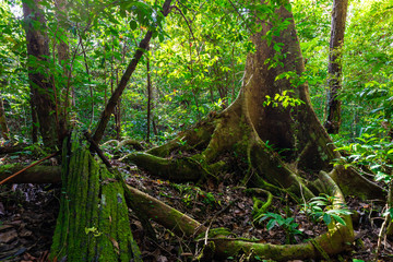 Lush undergrowth jungle vegetation