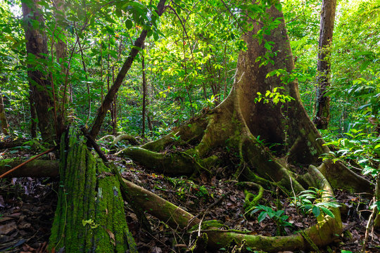 Fototapeta Lush undergrowth jungle vegetation