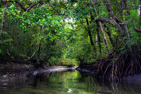 Fototapeta Mangrove in a deep rainforest