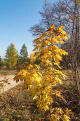 yellow maple tree in autumn