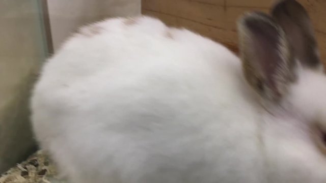kleines wei&szlig;es Zwergkaninchen