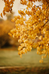 Autumn leaves on the sun and blurred trees . Fall background.