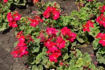 Red flowers of zonal pelargonium in the flowerbed
