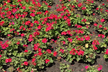 Fototapeta premium Lots of red flowers of zonal pelargoniums in the flowerbed
