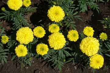 Bright yellow flower heads of African marigolds from above