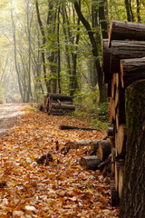 forest in autumn