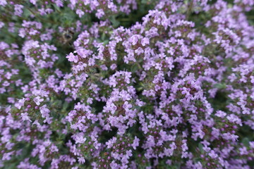 Obraz premium Closeup of mauve flowers of Thymus praecox