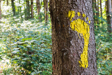 Yellow footprint signs on a tree in the forest for pedestrian. Symbol of walkway.