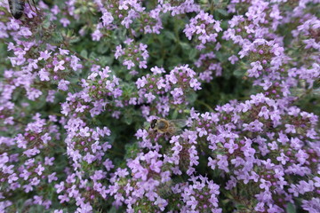 Honey bee pollinating flowers of Thymus praecox