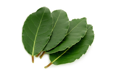 Obraz premium laurel leaves