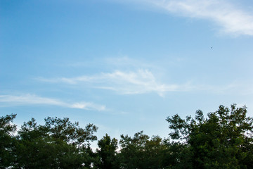 trees and sky