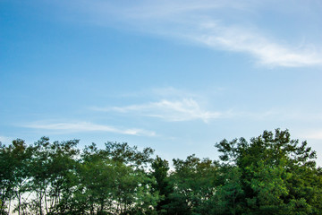 Obraz premium trees and blue sky