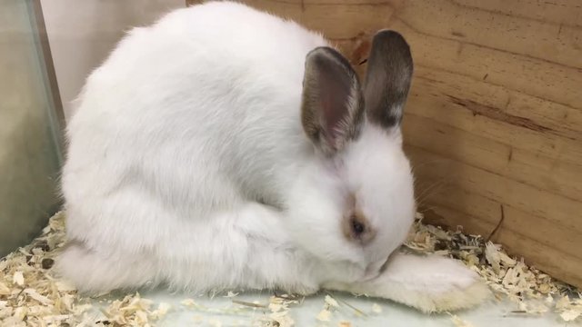 kleines wei&szlig;es Zwergkaninchen
