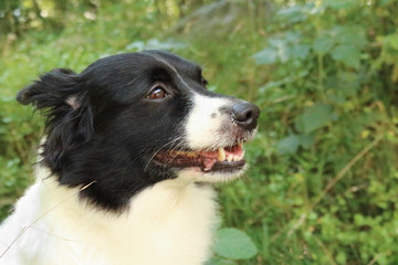 Primo piano dello sguardo di un border collie immerso nella natura