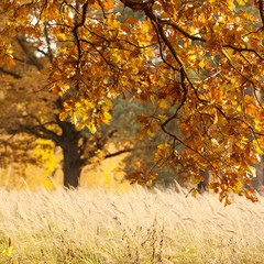 autumn landscape with dry grass on the edge and golden oaks