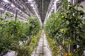 illuminated greenhouse in Iceland, used to grow tomatoes. Greenhouses with tomatoes in Iceland....